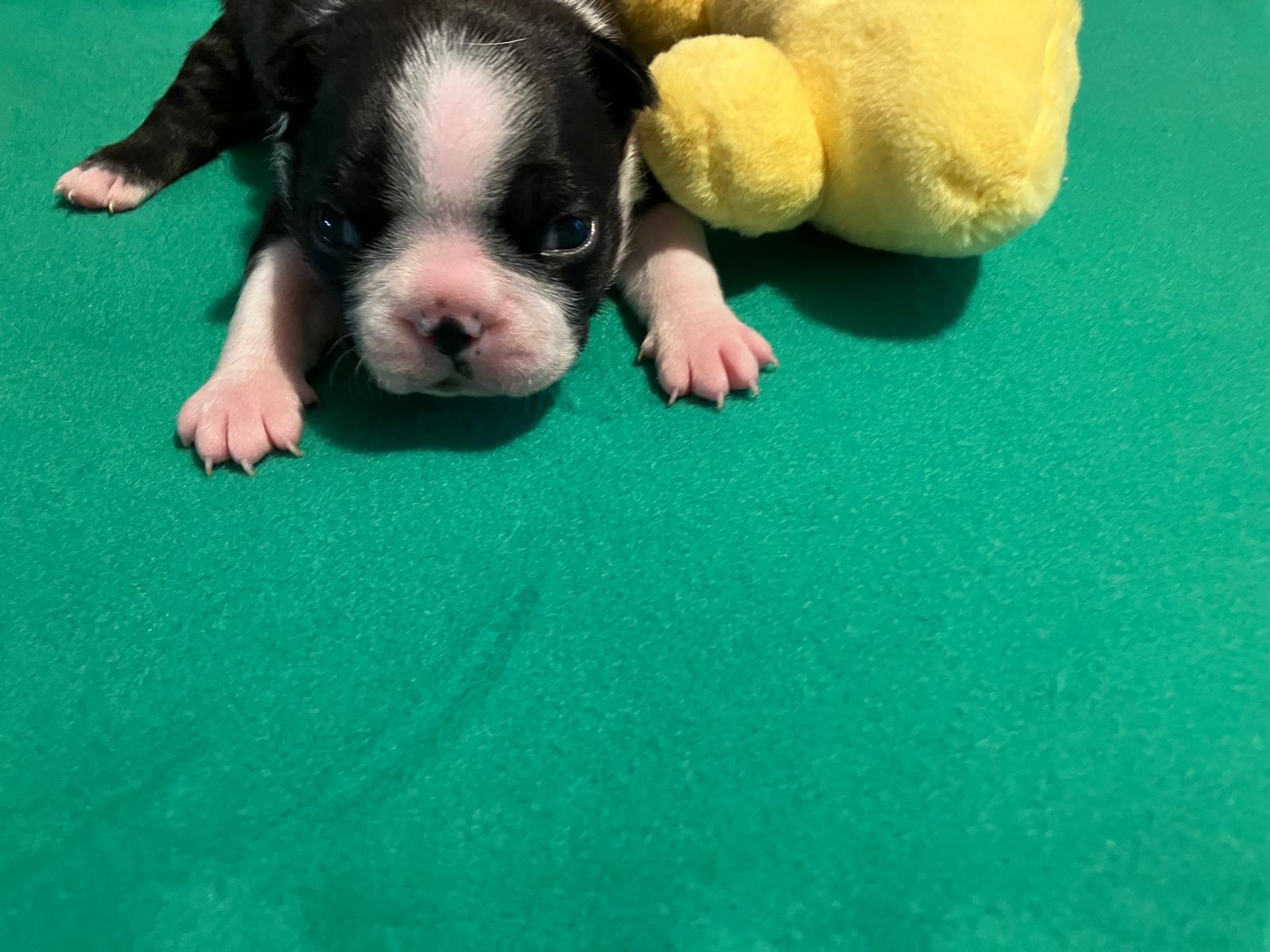 lennox rose2
