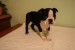 Arwen Ideal Boston /female/