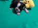 lennox rose5